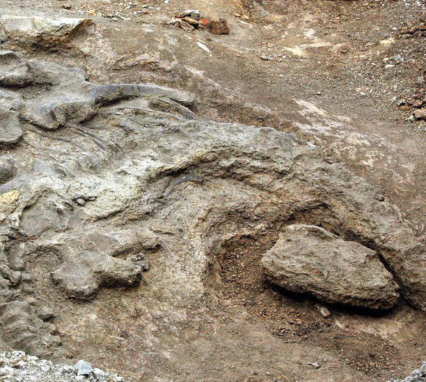Camarasaurus skull